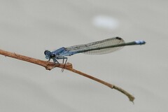Pseudagrion salisburyense