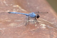 Trithemis donaldsoni