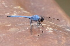 Trithemis donaldsoni
