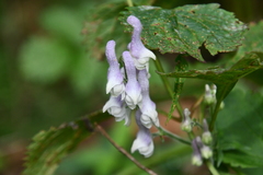 Aconitum alboviolaceum