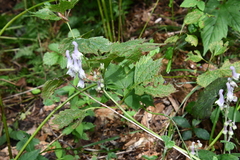 Aconitum alboviolaceum