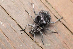 Cyphaleus binodosus
