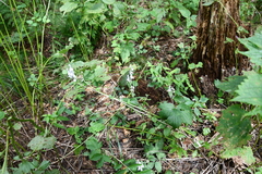 Aconitum alboviolaceum