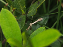 Stenoptilodes taprobanes