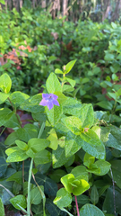 Vinca