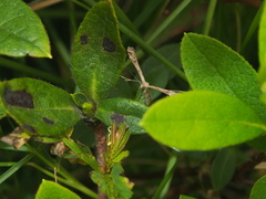 Stenoptilodes taprobanes