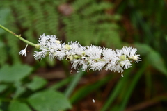 Actaea simplex