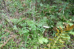 Actaea simplex