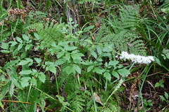 Actaea simplex