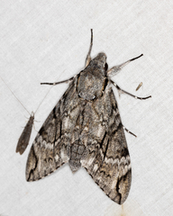 Psilogramma casuarinae