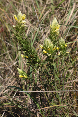 Melampyrum argyrocomum