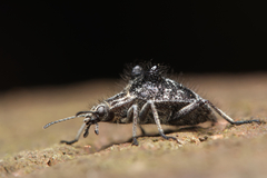 Cyphaleus binodosus