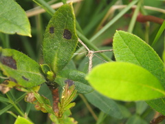 Stenoptilodes taprobanes