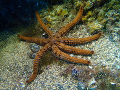 Coscinasterias tenuispina