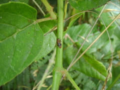 Diphucrania