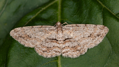 Didymoctenia exsuperata