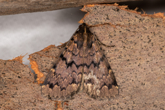 Mormoscopa phricozona