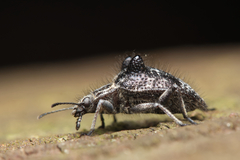 Cyphaleus binodosus