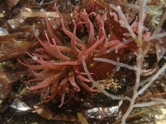 Isanemonia australis