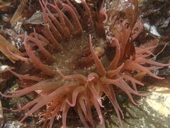 Isanemonia australis