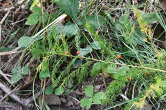 Asparagus schoberioides