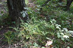 Asparagus schoberioides