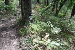 Asparagus schoberioides