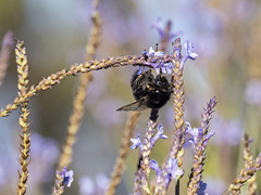 Bombus terrestris canariensis