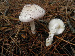 Zhuliangomyces illinitus