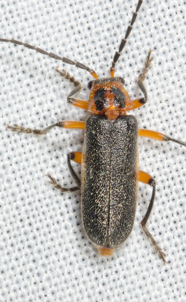 Two-lined Leatherwing