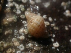 Agnewia tritoniformis