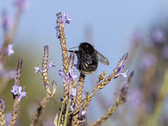 Bombus terrestris canariensis