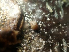 Agnewia tritoniformis