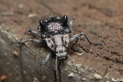 Cyphaleus binodosus