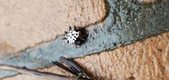 Gasteracantha sacerdotalis