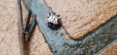 Gasteracantha sacerdotalis
