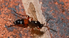 Ichneumon promissorius