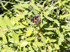 Vanessa vulcania