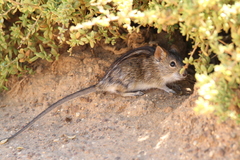 Rhabdomys pumilio