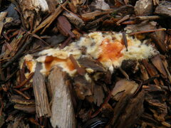 Leucogyrophana pseudomollusca