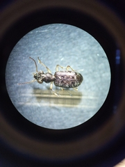 Asaphidion curtum