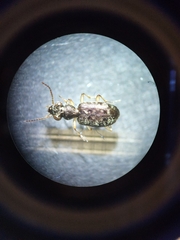 Asaphidion curtum