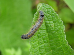 Malacosoma neustria