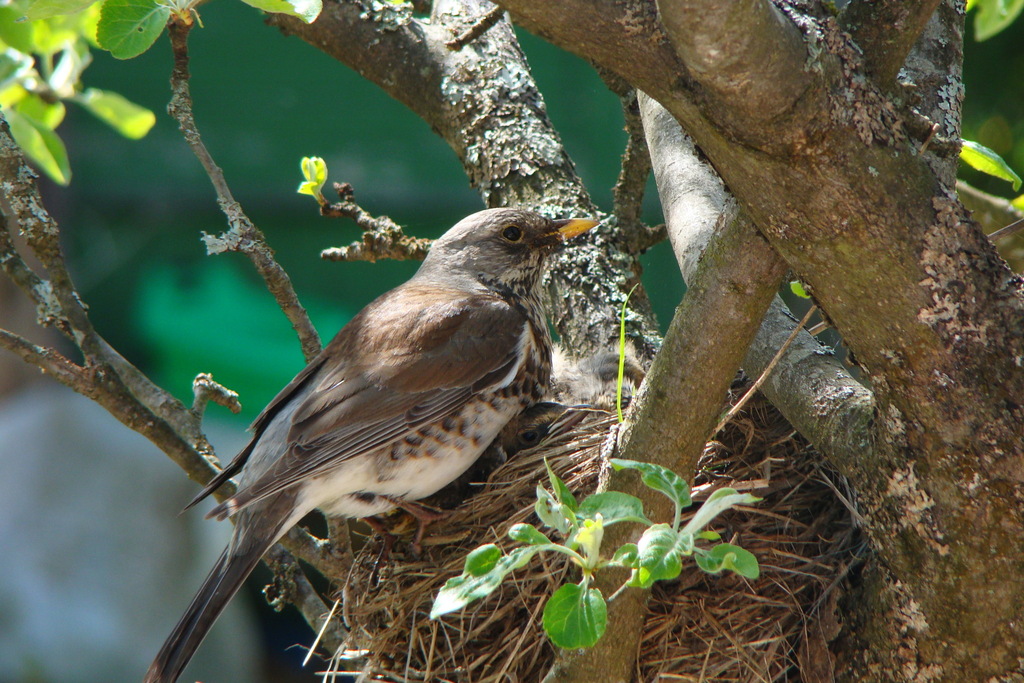Fieldfare from Стар. Белоостров, Ленинградская обл., Россия on May 25 ...