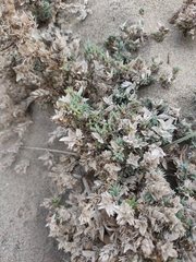 Crucianella maritima