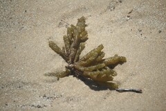 Splachnidium rugosum