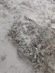 Crucianella maritima