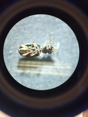 Asaphidion curtum