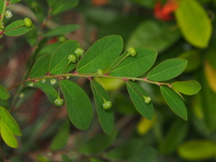 Phyllanthus tenellus