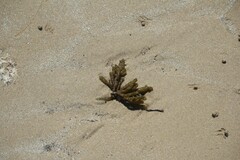 Splachnidium rugosum